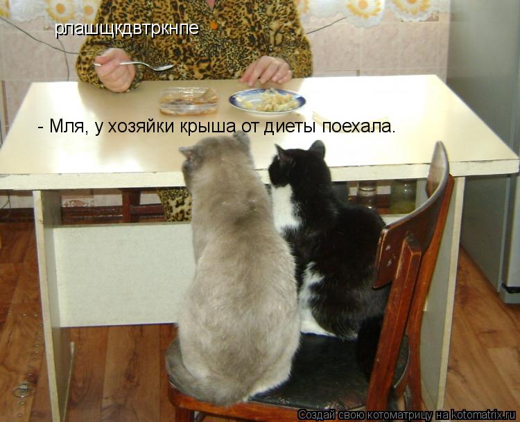 рлашщкдвтркнпе - Мля, у хозяйки крыша от диеты поехала.... Котоматрица: рлашщкдвтркнпе - Мля, у хозяйки крыша от диеты поехала.