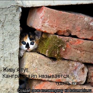 Живу я тут. Кантри стайл называется, тудыть его...... Котоматрица: Живу я тут. Кантри стайл называется, тудыть его...
