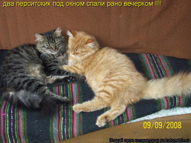 два перситских под окном спали рано вечерком !!!... Котоматрица: два перситских под окном спали рано вечерком !!!