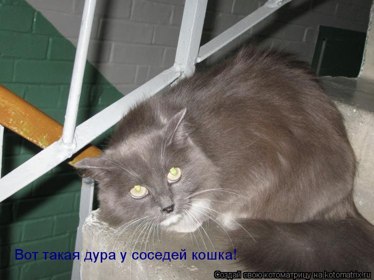 Вот такая дура у соседей кошка!... Котоматрица: Вот такая дура у соседей кошка!