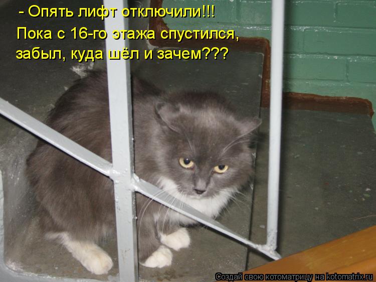 - Опять лифт отключили!!! Пока с 16-го этажа спустился, забыл, куда шёл и зачем???... Котоматрица: - Опять лифт отключили!!! Пока с 16-го этажа спустился, забыл, куда шёл и зачем???