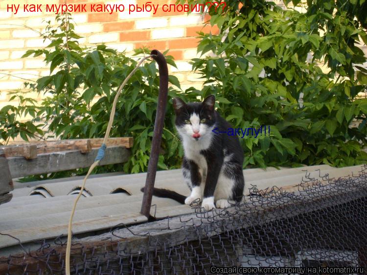 ну как мурзик какую рыбу словил??? <--акулу!!!... Котоматрица: ну как мурзик какую рыбу словил??? <--акулу!!!