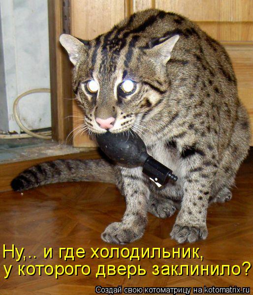 Ну,.. и где холодильник, у которого дверь заклинило?... Котоматрица: Ну,.. и где холодильник, у которого дверь заклинило?