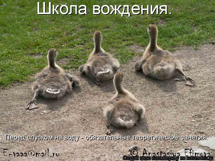 Школа вождения. Перед спуском на воду - обязательные теоретические занятия.... Котоматрица: Школа вождения. Перед спуском на воду - обязательные теоретические занятия.