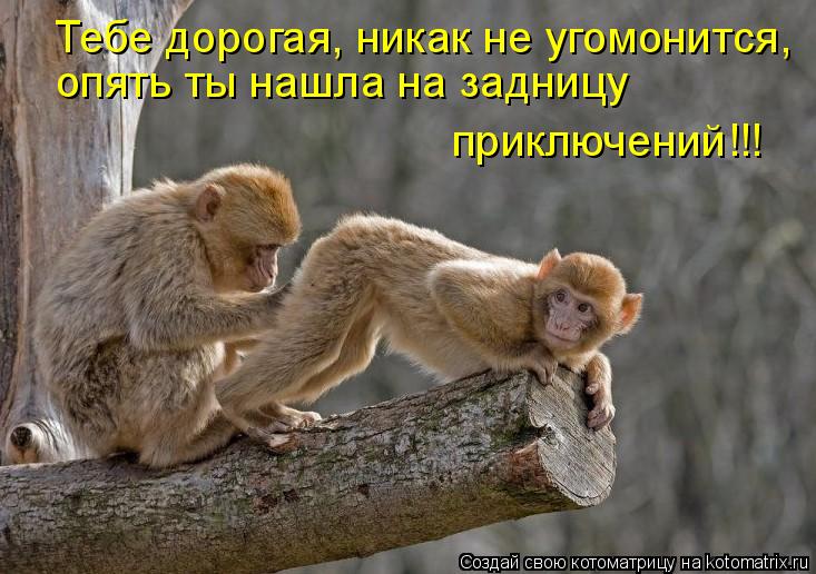 Тебе дорогая, никак не угомонится, опять ты нашла на задницу приключений!!!... Котоматрица: Тебе дорогая, никак не угомонится, опять ты нашла на задницу приключений!!!
