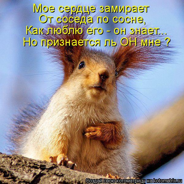Мое сердце замирает От соседа по сосне, Как люблю его - он знает... Но признается ль ОН мне ?... Котоматрица: Мое сердце замирает От соседа по сосне, Как люблю его - он знает... Но признается ль ОН мне ?