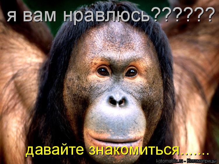 я вам нравлюсь?????? давайте знакомиться.......... Котоматрица: я вам нравлюсь?????? давайте знакомиться.......
