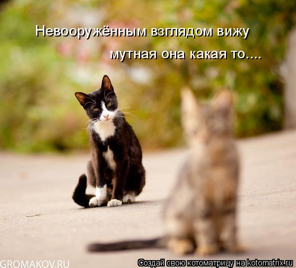 Невооружённым взглядом вижу мутная она какая то....... Котоматрица: Невооружённым взглядом вижу мутная она какая то....