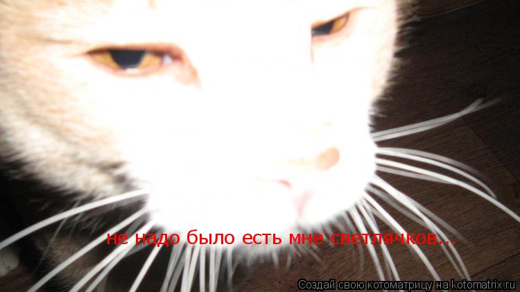 Котоматрица: не надо было есть мне светлячков...