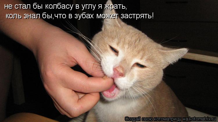 Котоматрица: не стал бы колбасу в углу я жрать, коль знал бы,что в зубах может застрять!