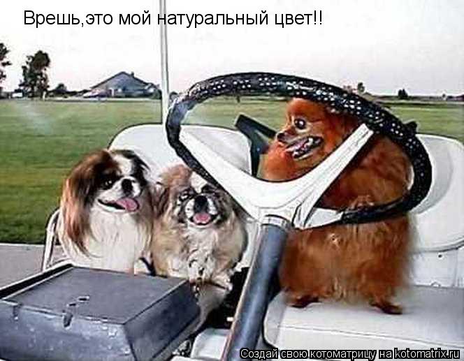 Котоматрица: Врешь,это мой натуральный цвет!!