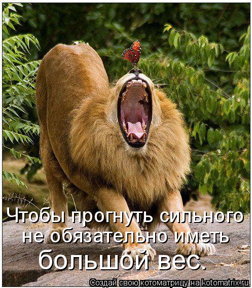Чтобы прогнуть сильного не обязательно иметь большой вес.... Котоматрица: Чтобы прогнуть сильного не обязательно иметь большой вес.