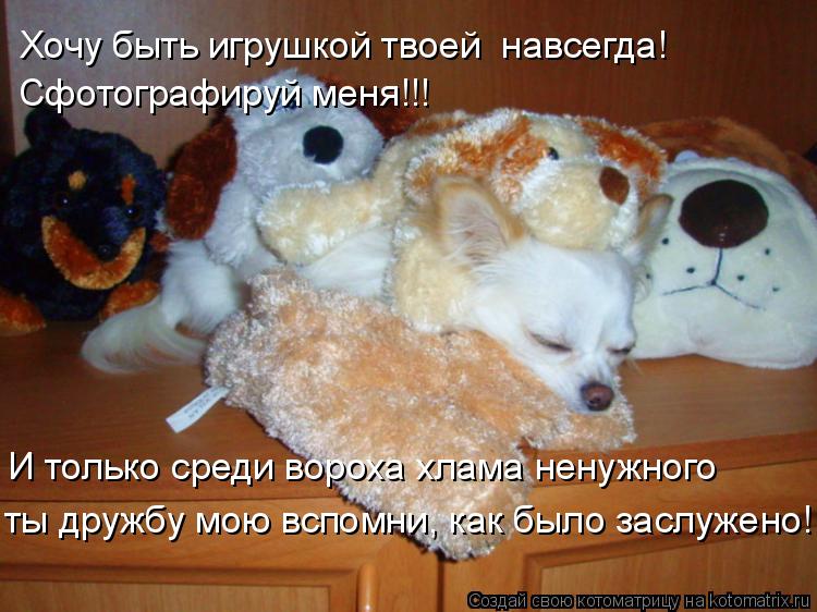 Хочу быть игрушкой твоей навсегда! Сфотографируй меня!!! И только среди вороха хлама ненужного ты др... Котоматрица: Хочу быть игрушкой твоей навсегда! Сфотографируй меня!!! И только среди вороха хлама ненужного ты дружбу мою вспомни, как было заслужено!