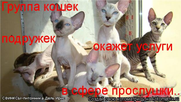 Котоматрица: Группа кошек  окажет услуги в сфере прослушки.. подружек