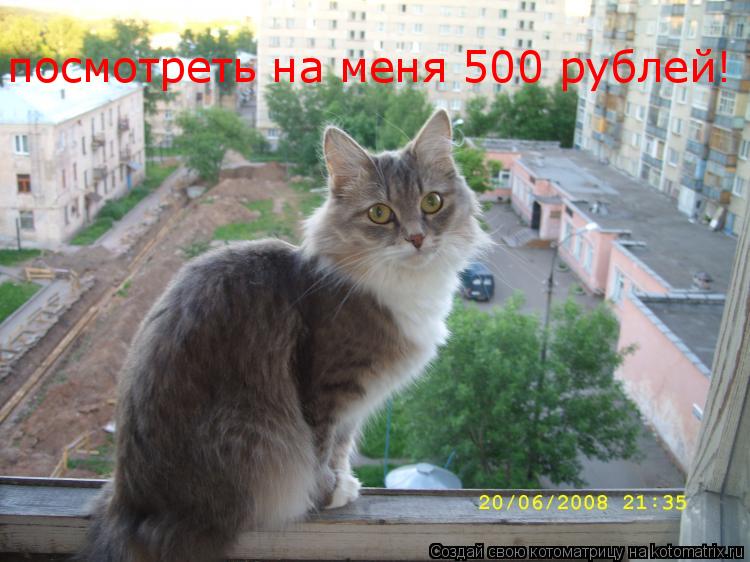 посмотреть на меня 500 рублей!... Котоматрица: посмотреть на меня 500 рублей!