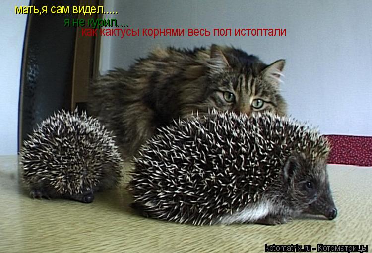 мать,я сам видел..... я не курил.... как кактусы корнями весь пол истоптали... Котоматрица: мать,я сам видел..... я не курил.... как кактусы корнями весь пол истоптали