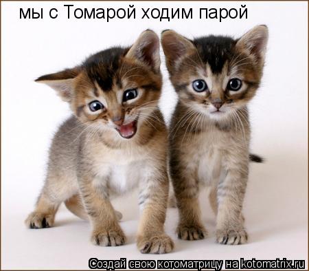 мы с Томарой ходим парой... Котоматрица: мы с Томарой ходим парой