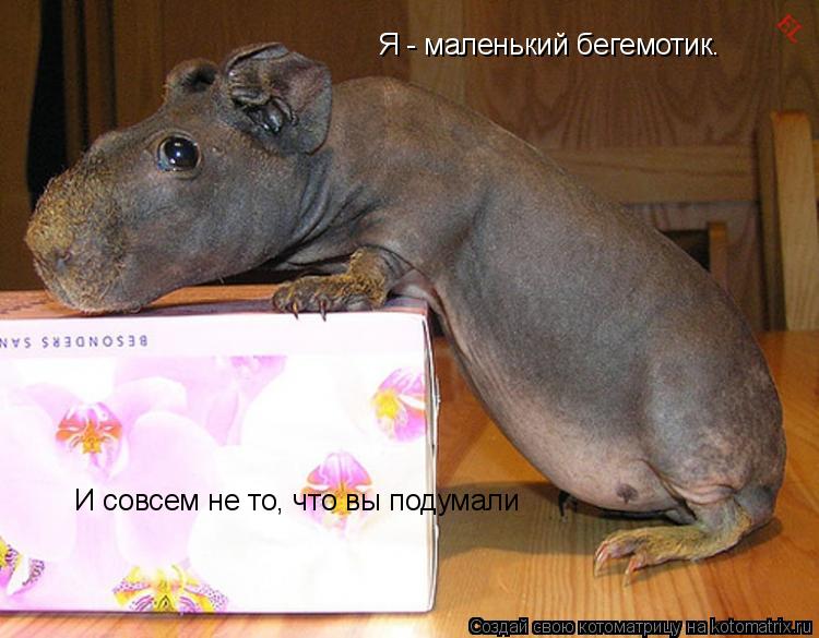 Котоматрица: Я - маленький бегемотик. И совсем не то, что вы подумали