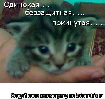 Котоматрица: Одинокая..... беззащитная..... покинутая.....