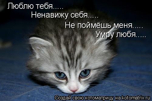 Котоматрица: Люблю тебя..... Ненавижу себя..... Не поймёшь меня..... Умру любя.....