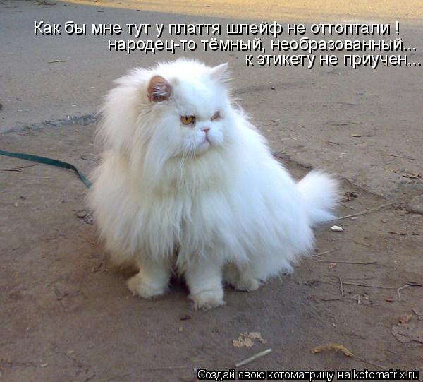 Котоматрица: Как бы мне тут у плаття шлейф не оттоптали ! народец-то тёмный, необразованный... к этикету не приучен...