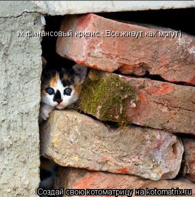 Котоматрица: эх финансовый кризис...Все живут как могут)