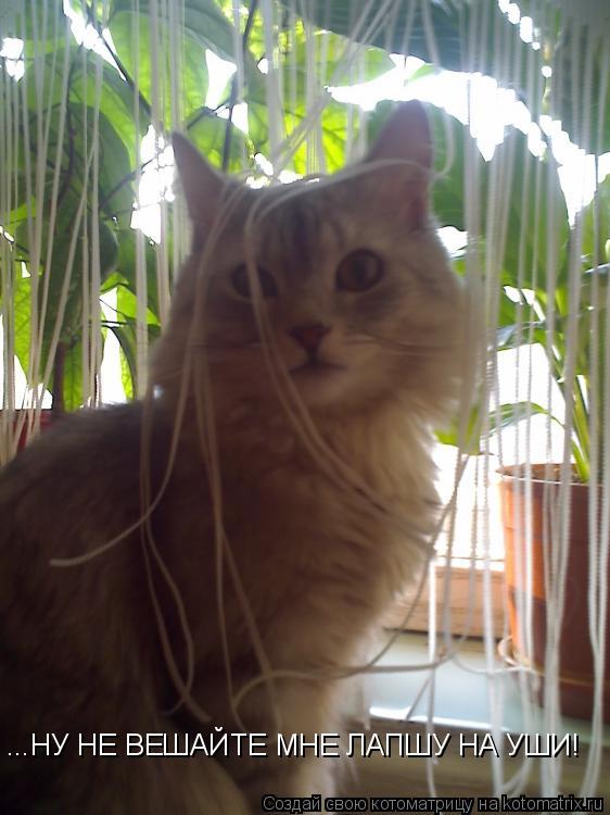 Котоматрица: ...НУ НЕ ВЕШАЙТЕ МНЕ ЛАПШУ НА УШИ!