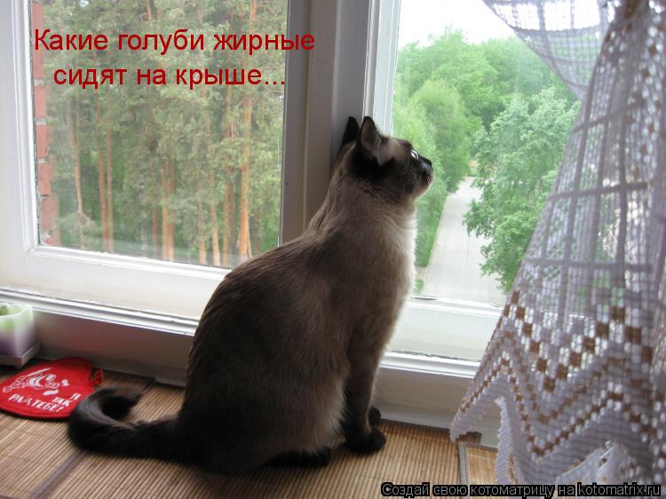 Какие голуби жирные сидят на крыше...... Котоматрица: Какие голуби жирные сидят на крыше...