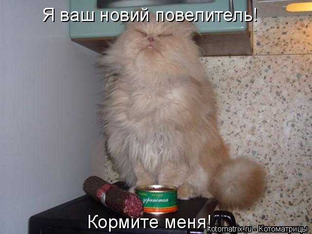 Я ваш новий повелитель! Кормите меня!... Котоматрица: Я ваш новий повелитель! Кормите меня!
