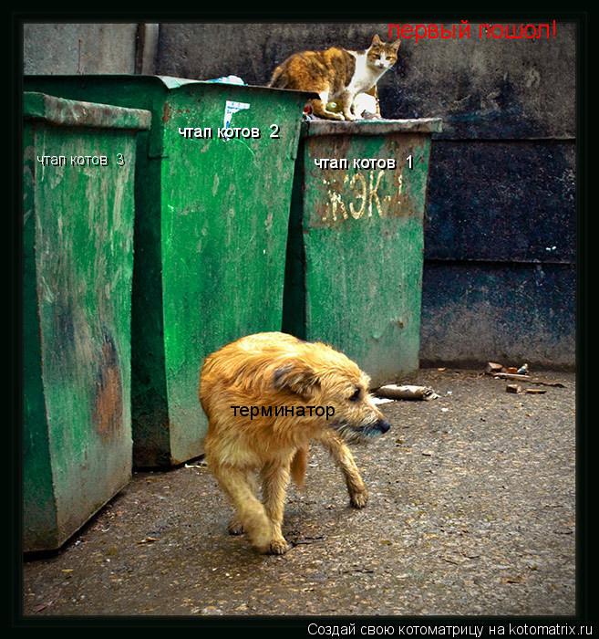 чтап котов №2 чтап котов №1 чтап котов №3 терминатор первый пошол!... Котоматрица: чтап котов №2 чтап котов №1 чтап котов №3 терминатор первый пошол!