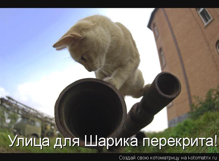 Улица для Шарика перекрита!... Котоматрица: Улица для Шарика перекрита!