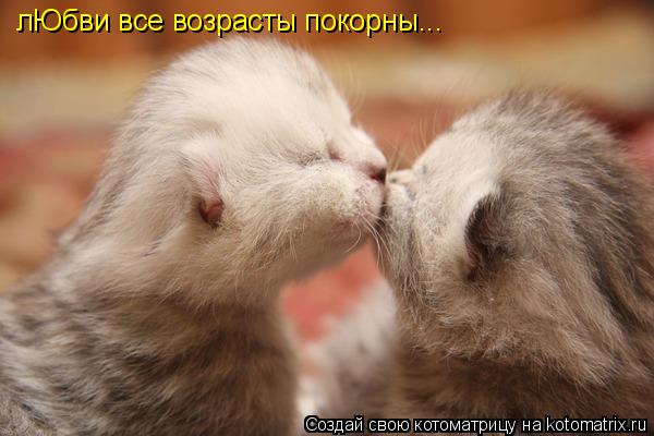 лЮбви все возрасты покорны...... Котоматрица: лЮбви все возрасты покорны...