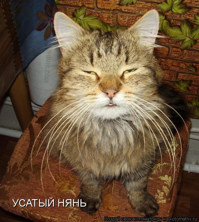 УСАТЫЙ НЯНЬ... Котоматрица: УСАТЫЙ НЯНЬ