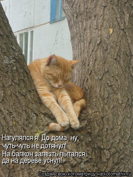 Нагулялся я! До дома, ну, чуть-чуть не дотянул! На балкон залезть пытался, да на дереве уснул!... Котоматрица: Нагулялся я! До дома, ну, чуть-чуть не дотянул! На балкон залезть пытался, да на дереве уснул!