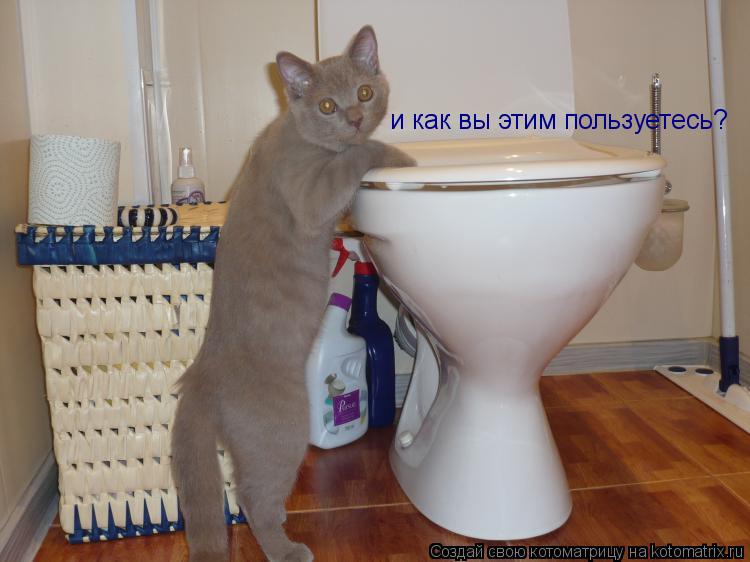 Котоматрица: и как вы этим пользуетесь?