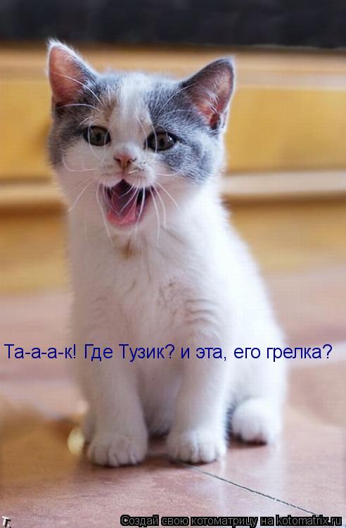 Котоматрица: Та-а-а-к! Где Тузик? и эта, его грелка?