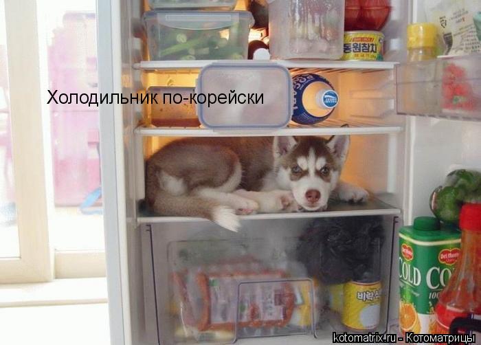 Котоматрица: Холодильник по-корейски