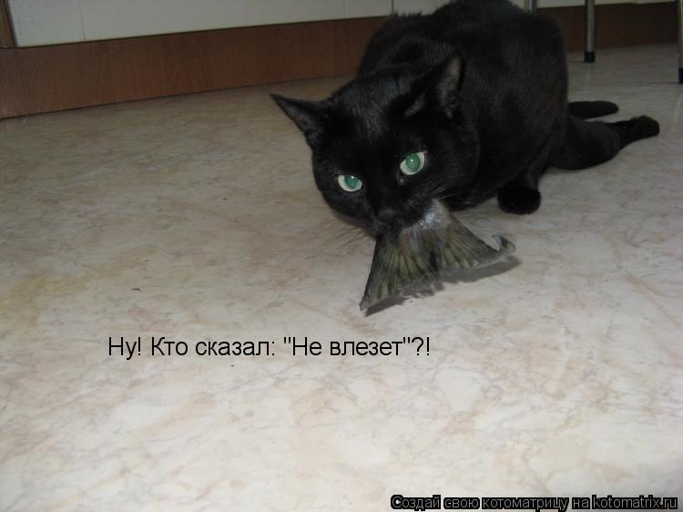 Ну! Кто сказал: "Не влезет"?!... Котоматрица: Ну! Кто сказал: "Не влезет"?!