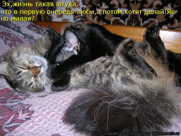 Котоматрица: Эх,жизнь такая штука, что в первую очередь-люби,а потом котят делай!Яс- но милая?