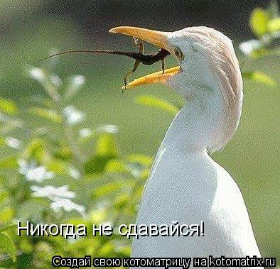Котоматрица: Никогда не сдавайся!