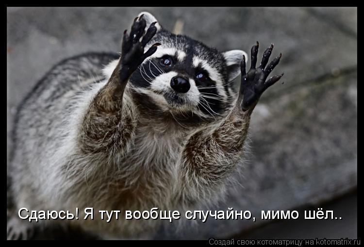 Котоматрица: Сдаюсь! Я тут вообще случайно, мимо шёл..
