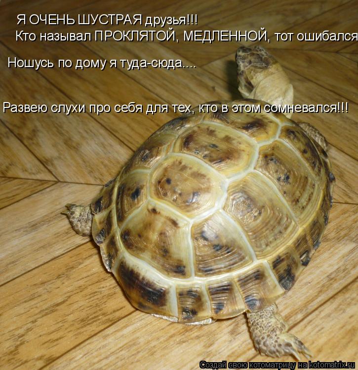 Котоматрица: Я ОЧЕНЬ ШУСТРАЯ друзья!!! Я ОЧЕНЬ ШУСТРАЯ друзья!!! Кто называл ПРОКЛЯТОЙ, МЕДЛЕННОЙ, тот ошибался! Ношусь по дому я туда-сюда.... Развею слухи п