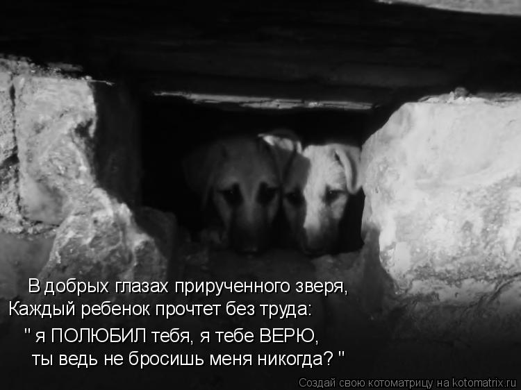 Котоматрица: В добрых глазах прирученного зверя, Каждый ребенок прочтет без труда: " я ПОЛЮБИЛ тебя, я тебе ВЕРЮ, ты ведь не бросишь меня никогда? "