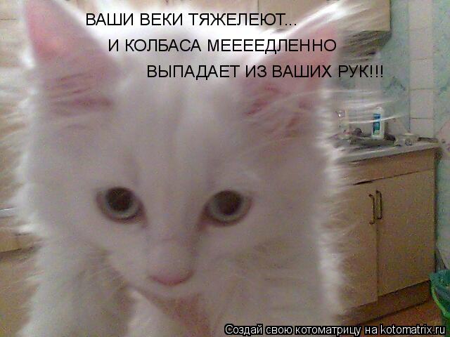 Котоматрица: ВАШИ ВЕКИ ТЯЖЕЛЕЮТ... И КОЛБАСА МЕЕЕЕДЛЕННО  ВЫПАДАЕТ ИЗ ВАШИХ РУК!!!