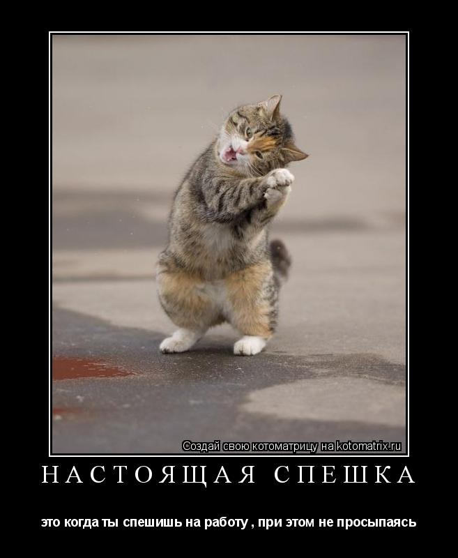 Котоматрица: настоящая спешка это когда ты спешишь на работу , при этом не просыпаясь