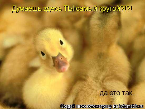 Думаешь здесь ТЫ самый крутой?!?! да это так...... Котоматрица: Думаешь здесь ТЫ самый крутой?!?! да это так...