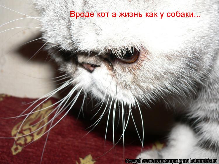 Котоматрица: Вроде кот а жизнь как у собаки...
