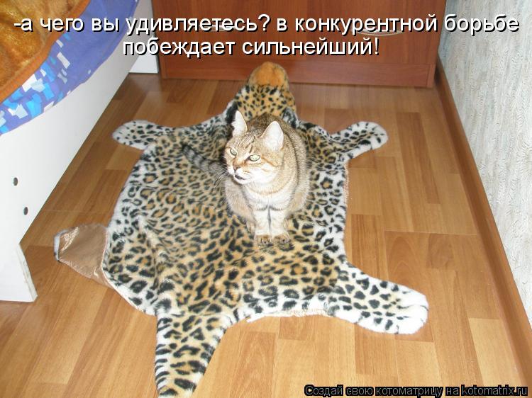-а чего вы удивляетесь? в конкурентной борьбе побеждает сильнейший!... Котоматрица: -а чего вы удивляетесь? в конкурентной борьбе побеждает сильнейший!
