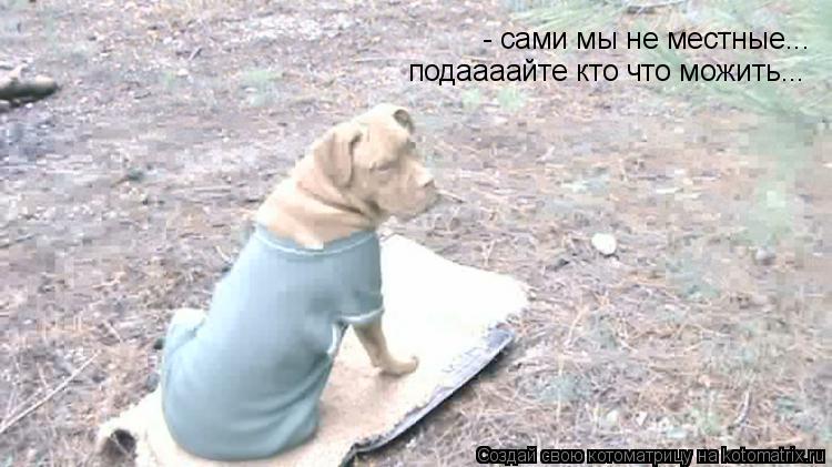 Котоматрица: - сами мы не местные... подаааайте кто что можить...