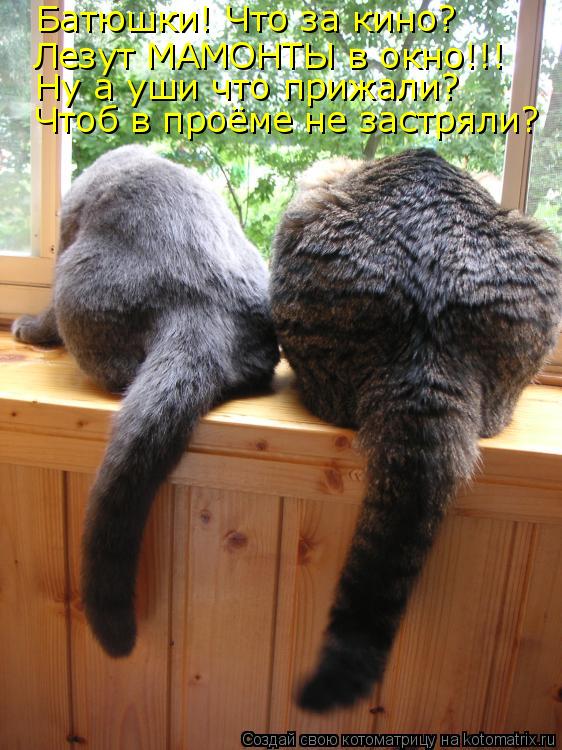Батюшки! Что за кино? Лезут МАМОНТЫ в окно!!! Ну а уши что прижали? Чтоб в проёме не застряли?... Котоматрица: Батюшки! Что за кино? Лезут МАМОНТЫ в окно!!! Ну а уши что прижали? Чтоб в проёме не застряли?